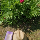 JULIE et le chapeau du jardinier ©EditionsCoryphene